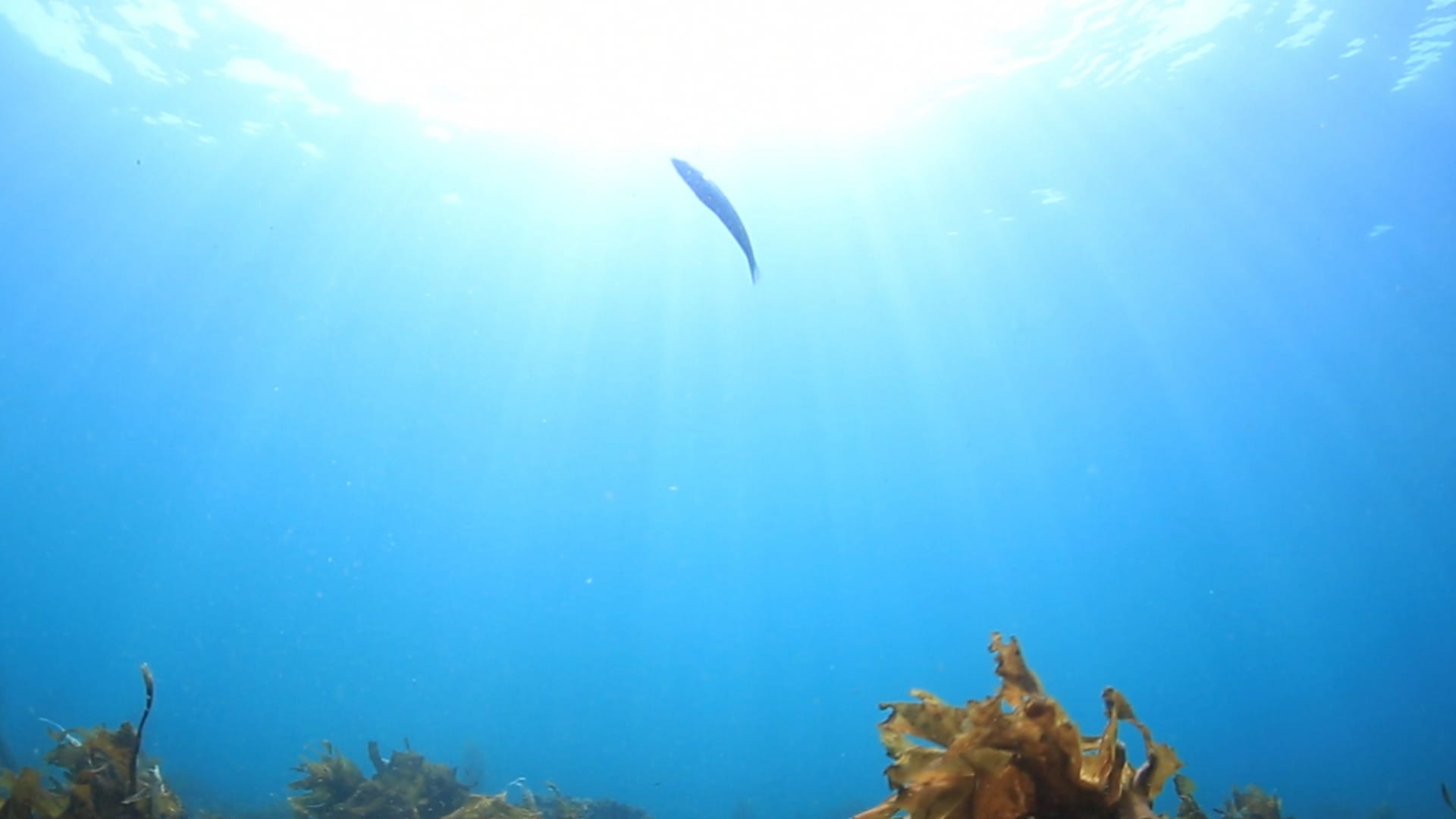 마지막 기쁨, 어느 미싱사의 일일, 열 두개의 방, 보물섬