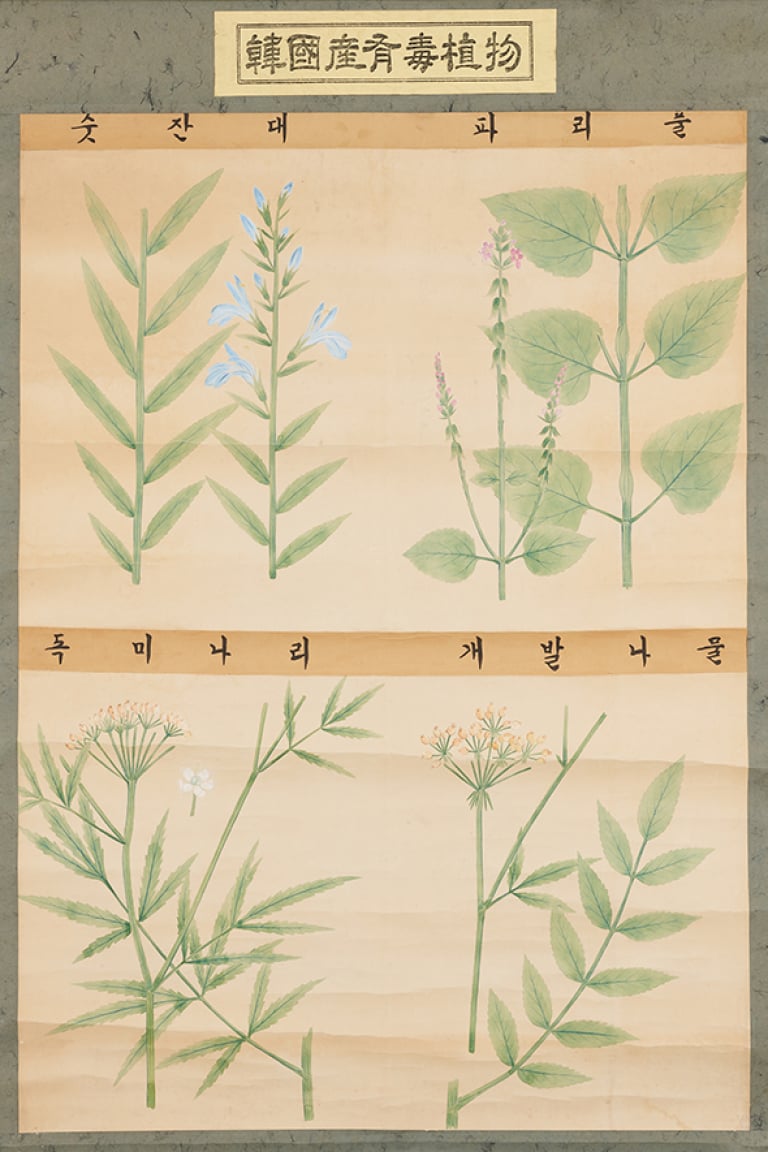 한국산유독식물(숫잔대, 파리풀, 독미나리, 개발나물)