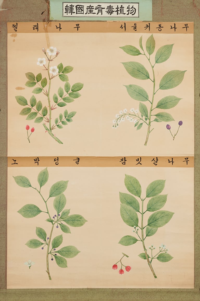 한국산유독식물(찔래나무, 서울귀동나무, 노박덩굴, 참빗살나무)