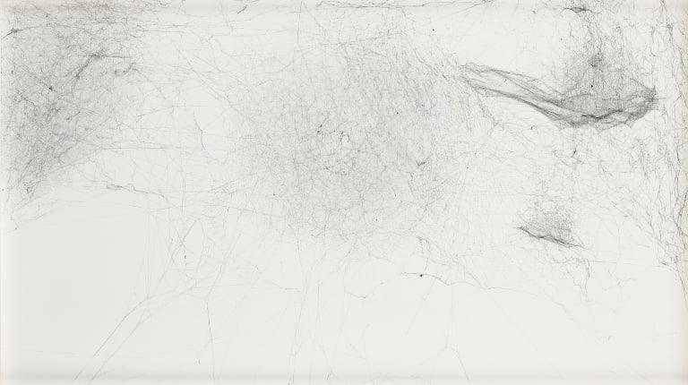 4각형의 통 안에서 Nephila seneglensis 거미가 1주 동안 살고, cyrtophora citricola 거미가 2주 동안 살고, 이후에 어린 cyrtophora citricola 거미 4마리가 1주 동안 살았다. 이후에 거미줄이 잘 보이도록 잉크를 분사하고 450도를 회전하여 접착제가 붙은 종이로 눌렀다