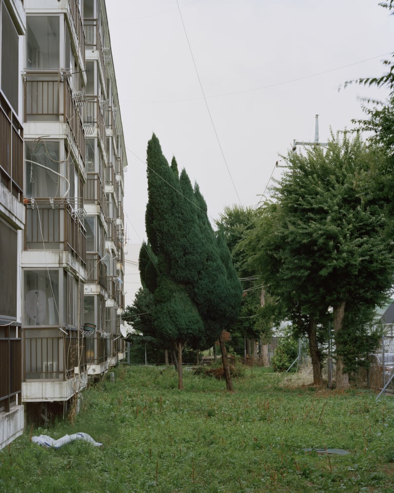 옐로 데이스_두 나무