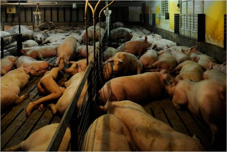 돼지, 내 존재의 이유_아이오와 5