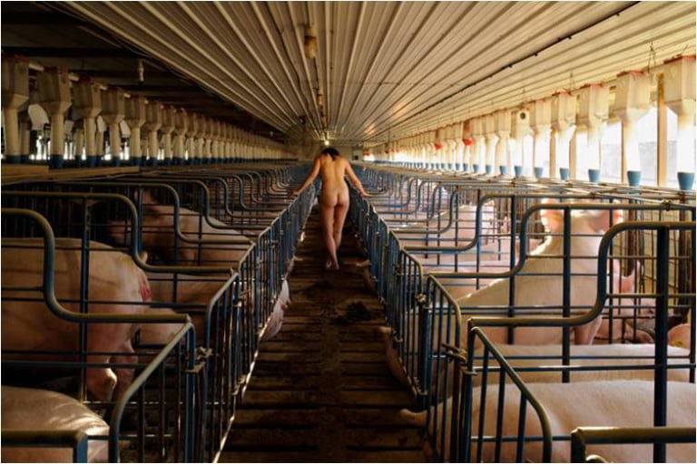 돼지, 내 존재의 이유_미주리 2