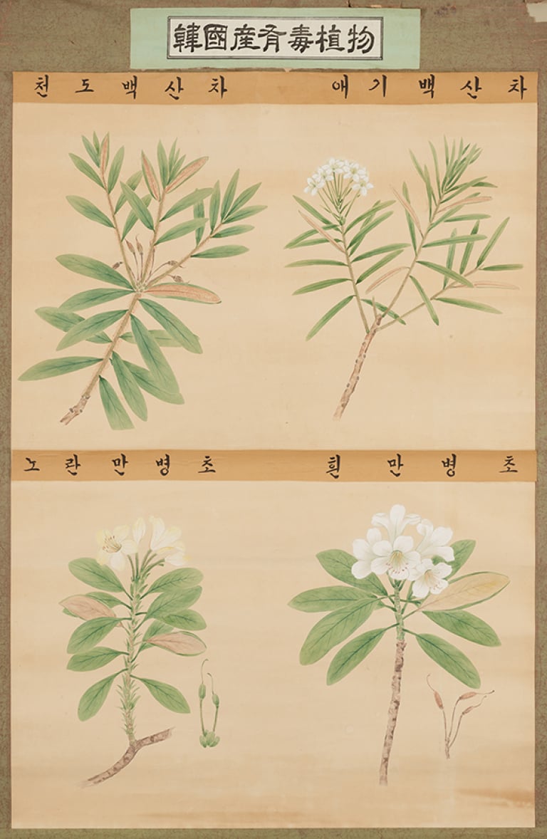 한국산유독식물(천도백산차, 애기백산차, 노란만병초, 흰만병초)