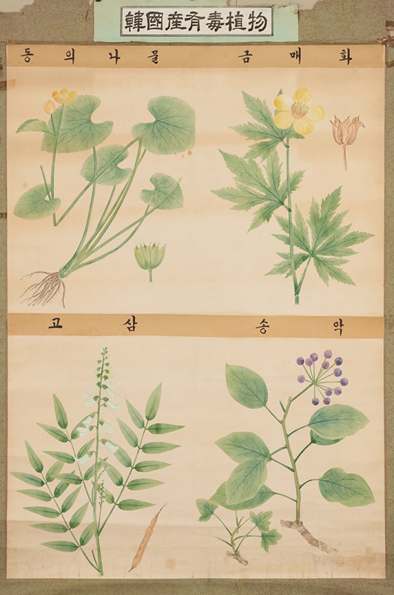 한국산유독식물(동의나물, 금매화, 고삼, 송악)