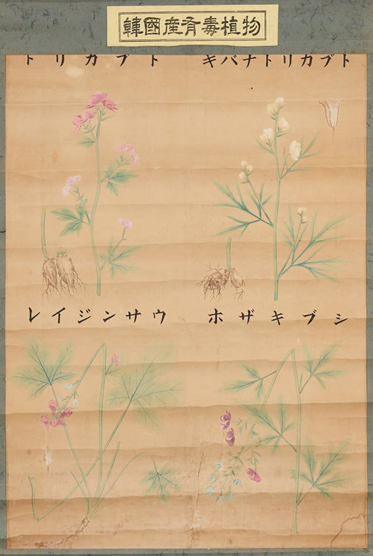 한국산유독식물