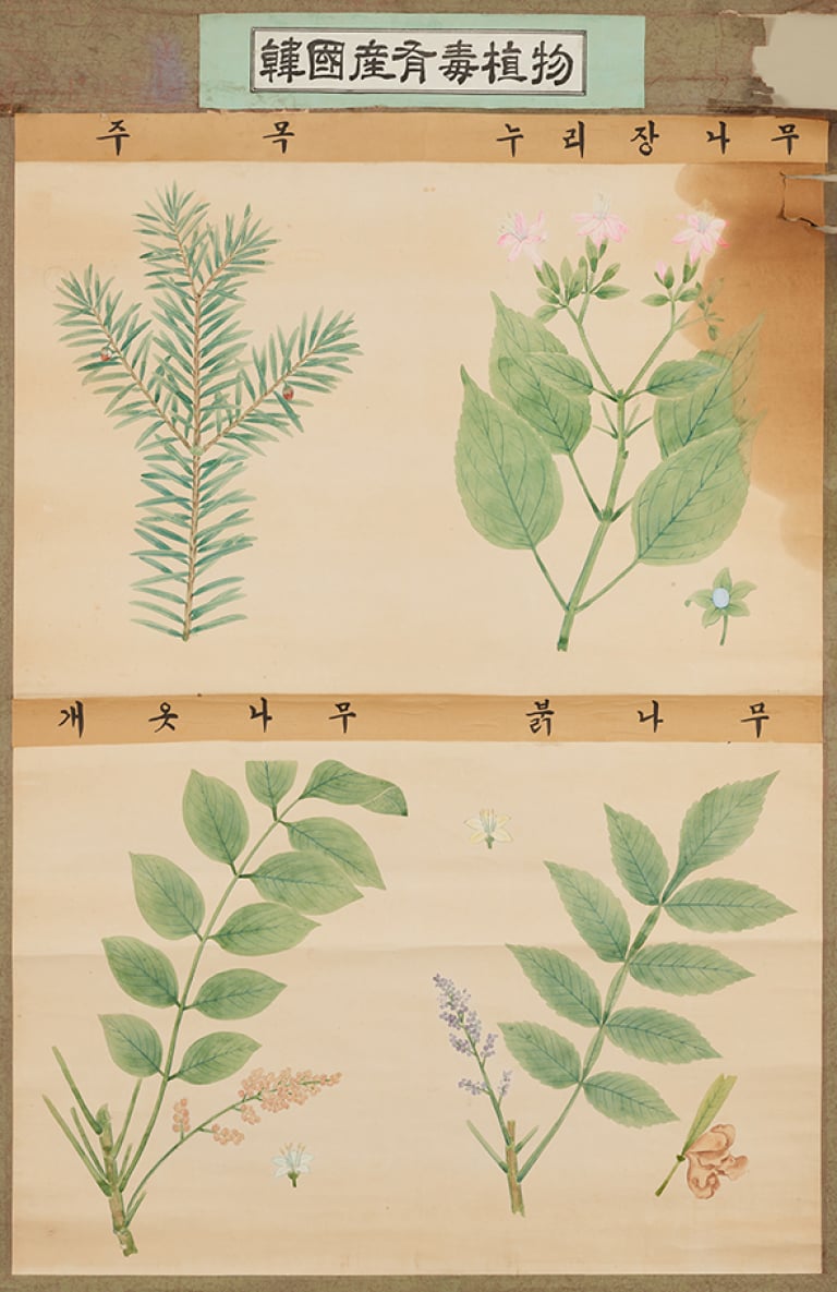 한국산유독식물(주목, 누리장나무, 개옷나무, 붉나무)
