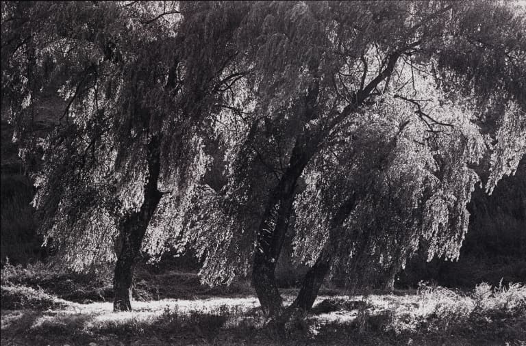 대지의 초상 #079