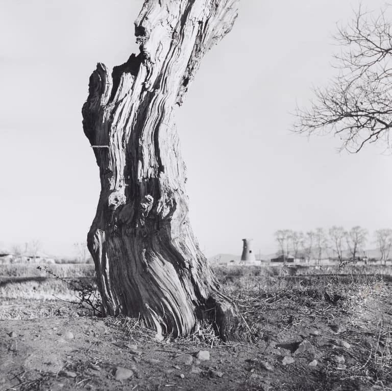 고목나무 사이로 보이는 첨성대